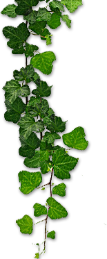 leafs_img